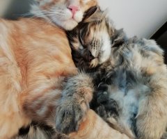 ネコ写真