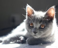 ネコ写真