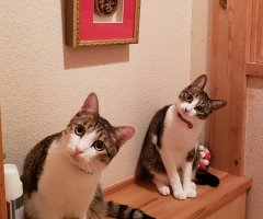 ネコ写真