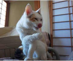 ネコ写真