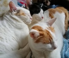 ネコ写真