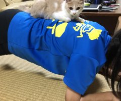 ネコ写真