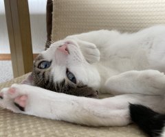 ネコ写真