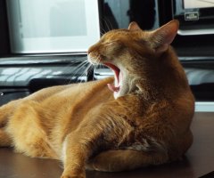 ネコ写真
