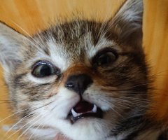 ネコ写真