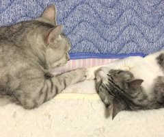 ネコ写真