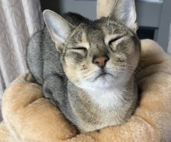 ネコ写真