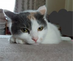 ネコ写真