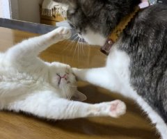 ネコ写真