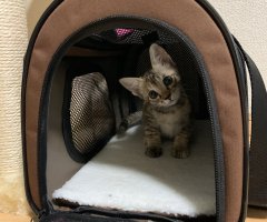 ネコ写真