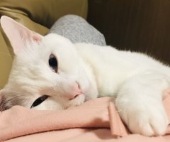 ネコ写真