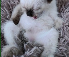 ネコ写真