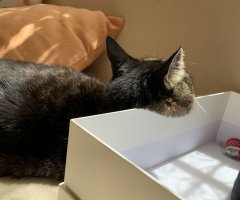 ネコ写真