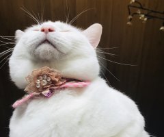 ネコ写真