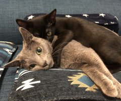 ネコ写真