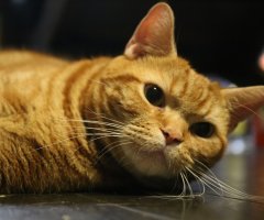 ネコ写真