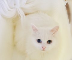 猫写真