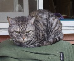 ネコ写真