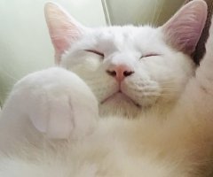 ネコ写真