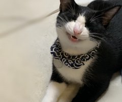 ネコ写真