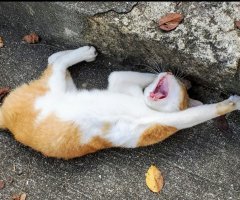 ネコ写真