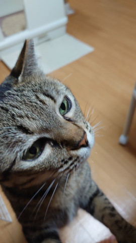 なーんだ、レトルトカレーかu2026 - かわいい猫写真u0026猫画像の投稿サイト 