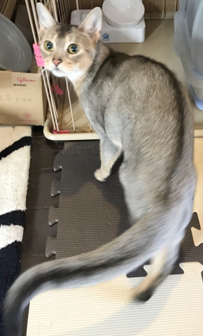 ビビ 元気だよ 2 かわいい猫写真 猫画像の投稿サイト ネコジルシ