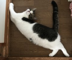 ネコ写真