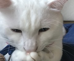ネコ写真