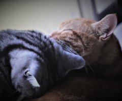 ネコ写真