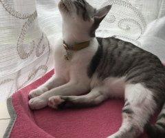 ネコ写真