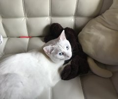 ネコ写真