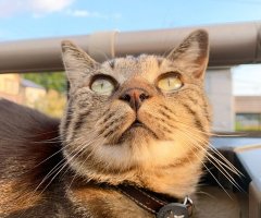 ネコ写真