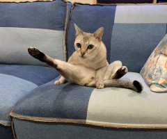 ネコ写真
