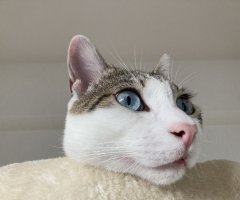 ネコ写真