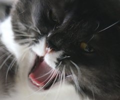 ネコ写真