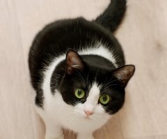 ネコ写真