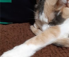 ネコ写真
