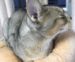 ネコ写真