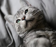 ネコ写真