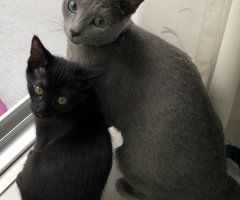 ネコ写真