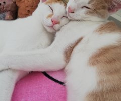 ネコ写真