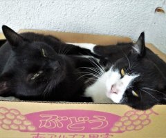 ネコ写真