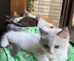 猫写真