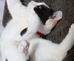 ネコ写真
