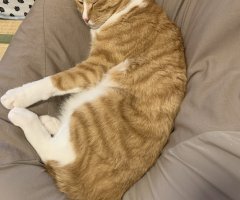 ネコ写真