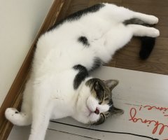 ネコ写真