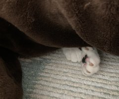ネコ写真