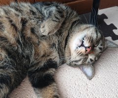ネコ写真