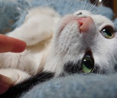ネコ写真
